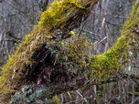 Bemooste Astgabel mit langem Moosteil dazwischen